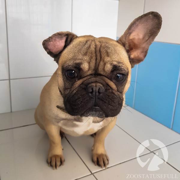 У собаки чешется ухо что делать Фото у кошки чешется ухо