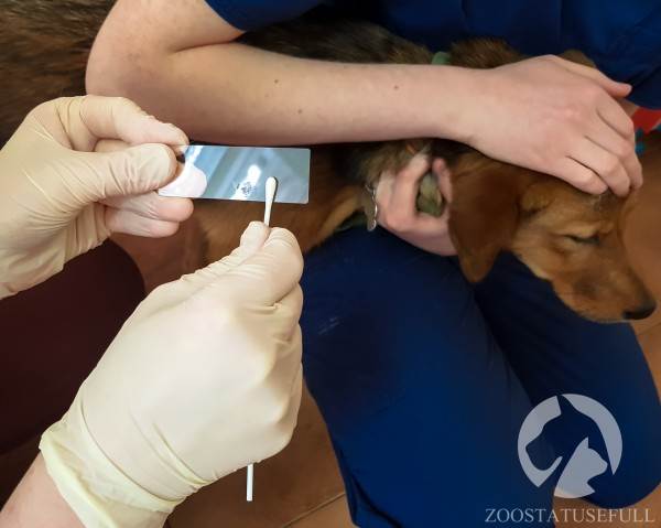 У собаки чешется ухо что делать Фото у кошки чешется ухо