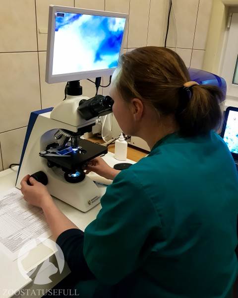 У собаки чешется ухо что делать Фото у кошки чешется ухо