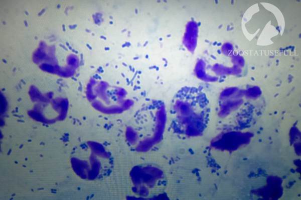 У собаки чешется ухо что делать Фото у кошки чешется ухо