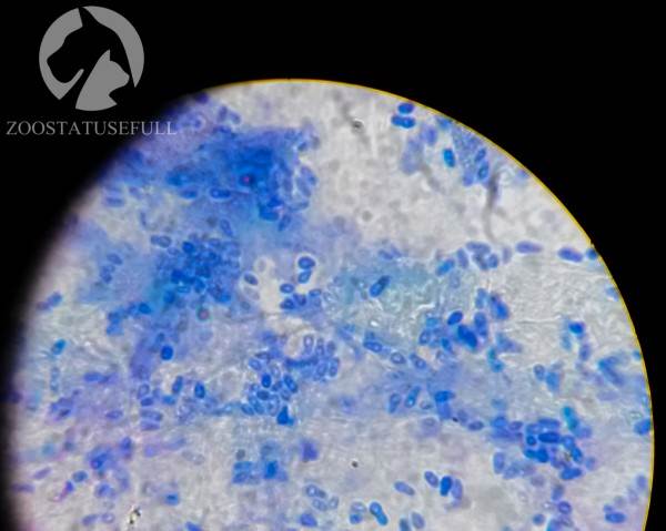 У собаки чешется ухо что делать Фото у кошки чешется ухо