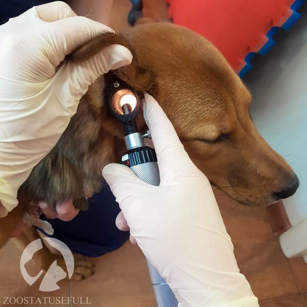 У собаки чешется ухо что делать Фото у кошки чешется ухо