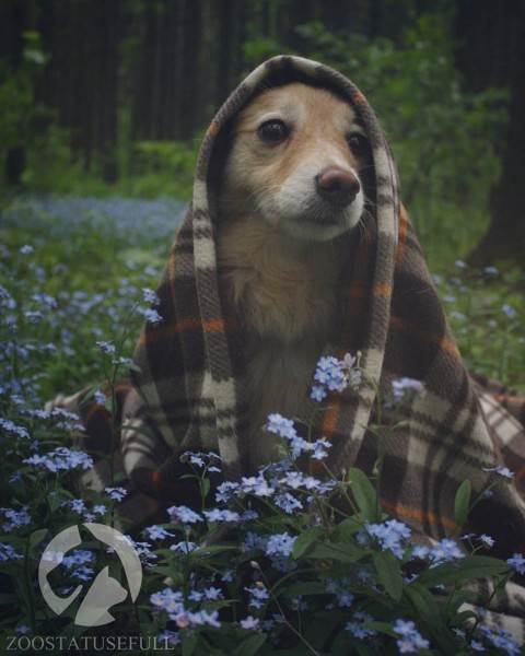 интересные истории о животных Фото интересные истории о собаках