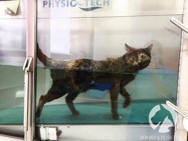 интересные истории о животных Фото интересные истории о собаках