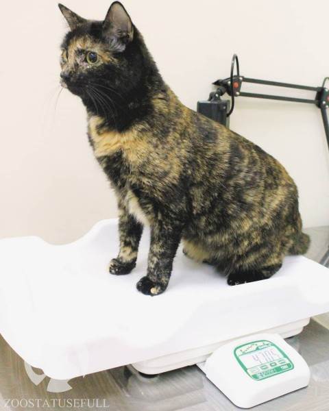 интересные истории о животных Фото интересные истории о собаках