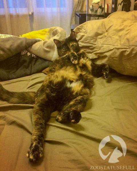 интересные истории о животных Фото интересные истории о собаках