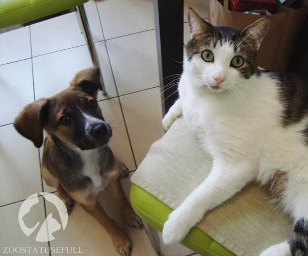 интересные истории о животных Фото интересные истории о собаках