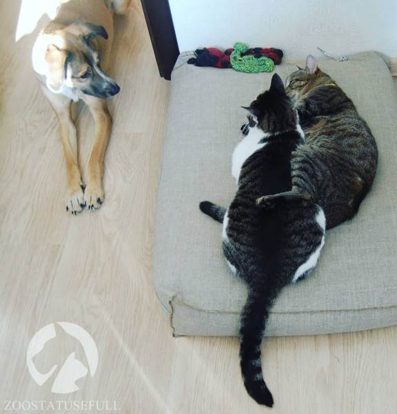 интересные истории о животных Фото интересные истории о собаках