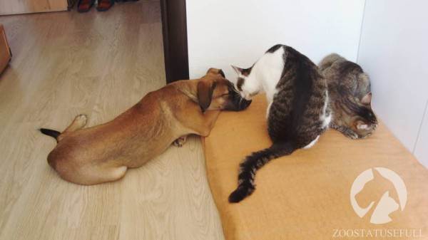 интересные истории о животных Фото интересные истории о собаках