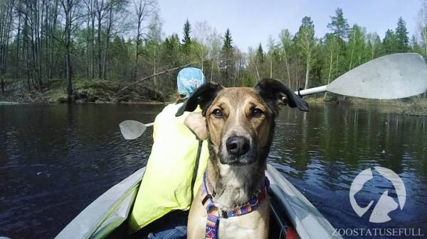 интересные истории о животных Фото интересные истории о собаках