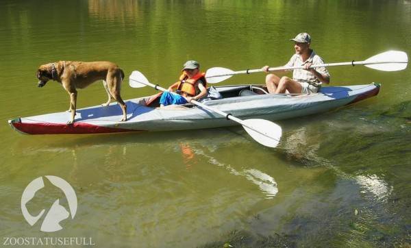 интересные истории о животных Фото интересные истории о собаках