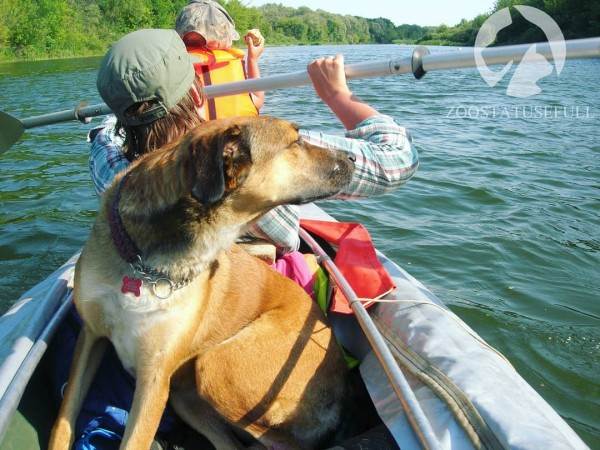 интересные истории о животных Фото интересные истории о собаках