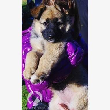 интересные истории о животных Фото интересные истории о собаках