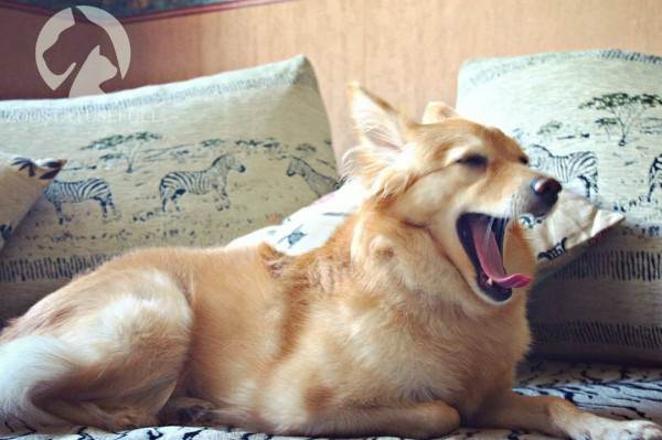 интересные истории о животных Фото интересные истории о собаках