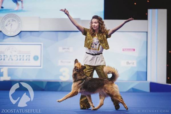 интересные истории о животных Фото интересные истории о собаках