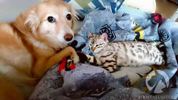 интересные истории о животных Фото интересные истории о собаках