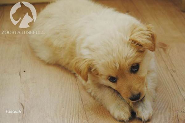 интересные истории о животных Фото интересные истории о собаках