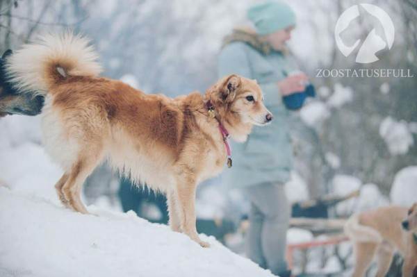 интересные истории о животных Фото интересные истории о собаках