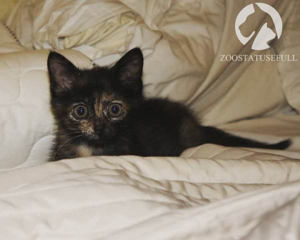 интересные истории о животных Фото интересные истории о собаках