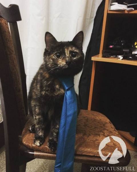 интересные истории о животных Фото интересные истории о собаках