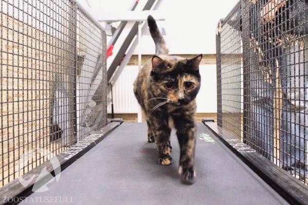 интересные истории о животных Фото интересные истории о собаках