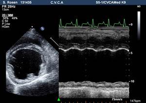 Дилатационная кардиомиопатия собак (ДКМП) Фото
