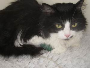 Неспецифическое воспаление кишечника у кошек Фото