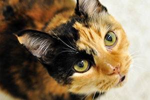 Неспецифическое воспаление кишечника у кошек Фото