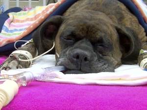 Искусственная вентиляция легких (ИВЛ) Фото