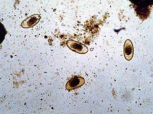 Общий анализ кала у кошек Фото