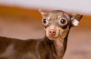 Обсессивно-компульсивные расстройства собак Фото