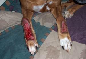 Обсессивно-компульсивные расстройства собак Фото