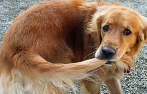 Обсессивно-компульсивные расстройства собак Фото