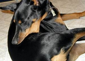 Обсессивно-компульсивные расстройства собак Фото