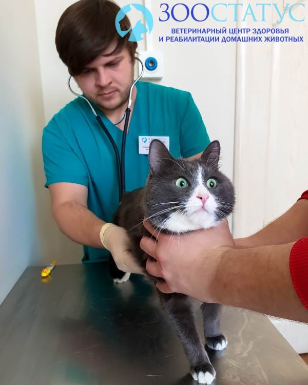 Температура тела кошки Фото повышенная температура у кошки