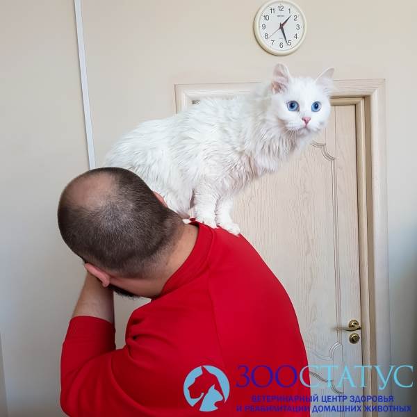 Температура тела кошки Фото повышенная температура у кошки