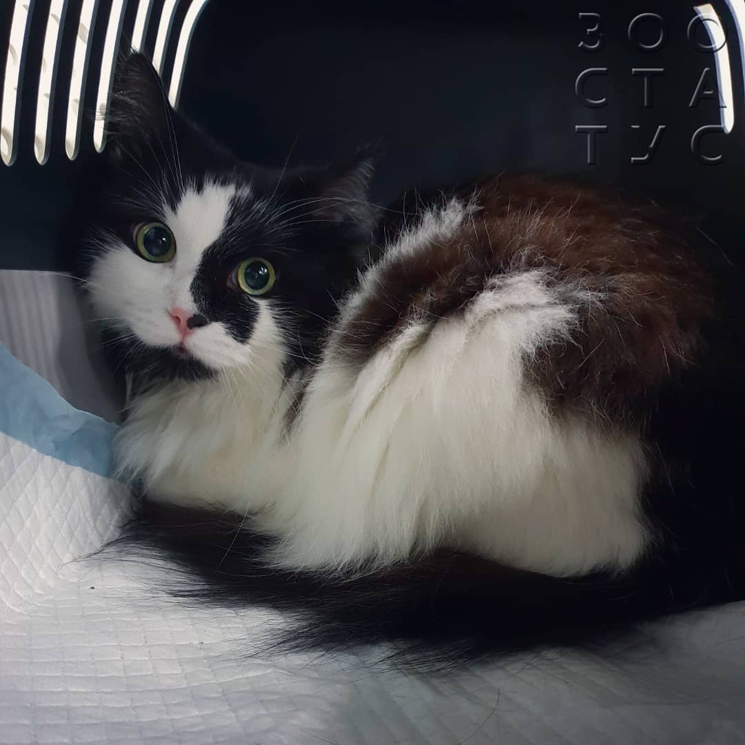 Температура тела кошки Фото повышенная температура у кошки