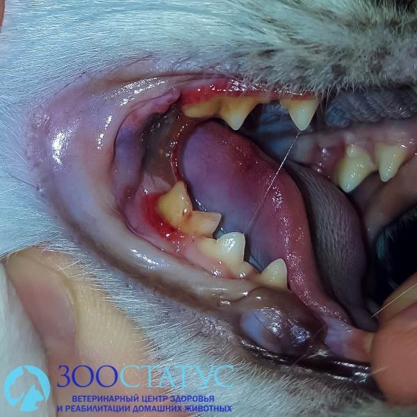 у кошки болят зубы