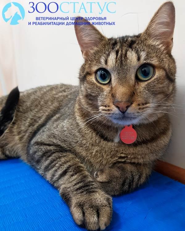 Кот Фото кот