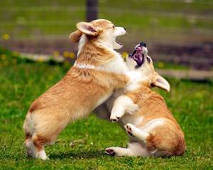 Агрессия собак Фото