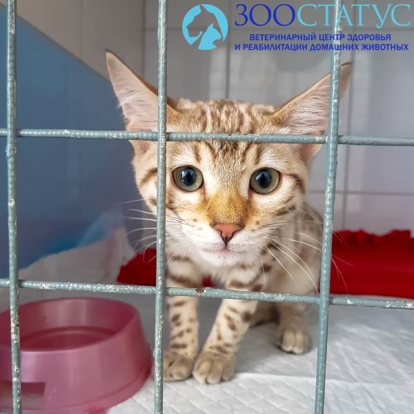 Алиментарный гиперпаратиреоз у кошек Фото гиперпаратиреоз у кошки