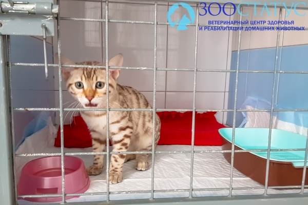 Алиментарный гиперпаратиреоз у кошек Фото гиперпаратиреоз у кошки