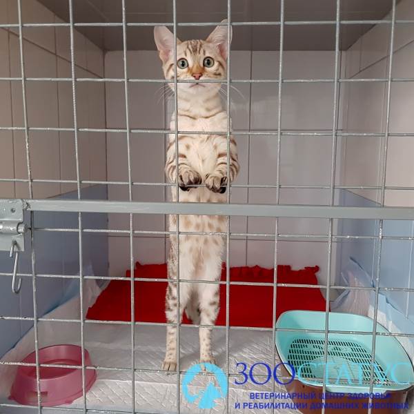 Алиментарный гиперпаратиреоз у кошек Фото гиперпаратиреоз у кошки