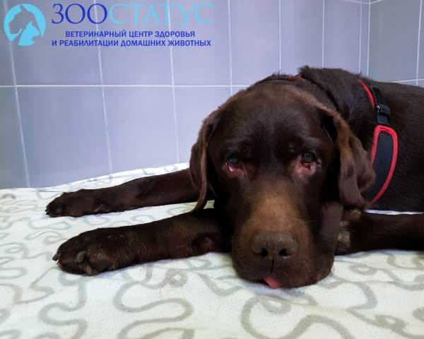 Аллергия у собак
Фото пищевая аллергия у собаки