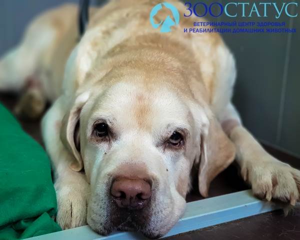 Аллергия у собак
Фото пищевая аллергия у собаки