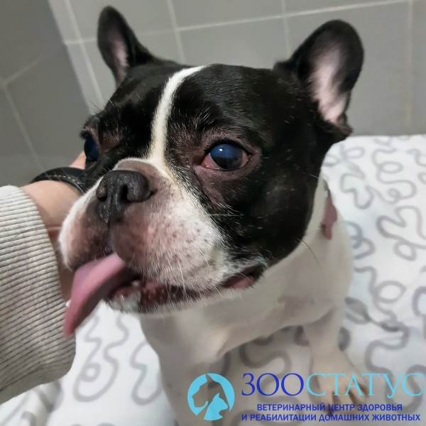 Аллергия у собак
Фото пищевая аллергия у собаки