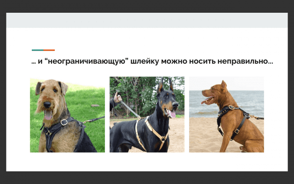 Выбор шлейки Фото выбор шлейки для собак