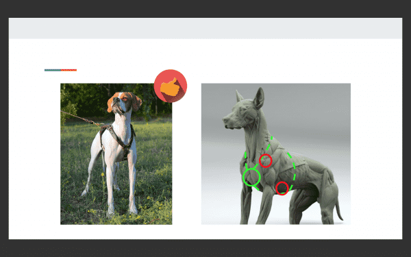 Выбор шлейки Фото выбор шлейки для собак