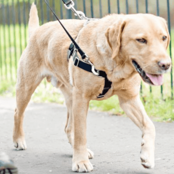 Выбор шлейки Фото выбор шлейки для собак
