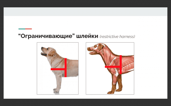 Выбор шлейки Фото выбор шлейки для собак